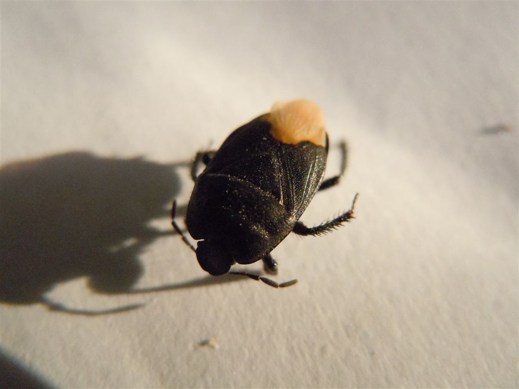 Cydnus aterrimus? S